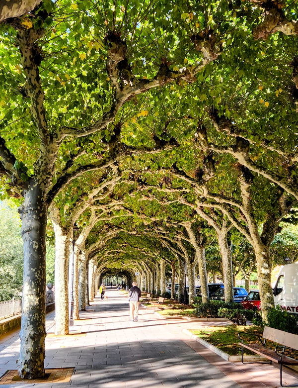 A path walking beneath a canopy of trees